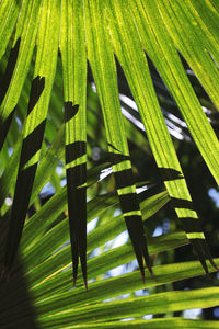 Close-up of green leaves