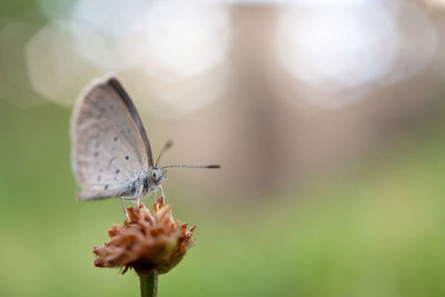 Close-up of butterfly pollinating flower