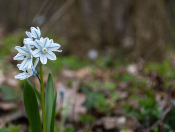 Close-up of white flowering plant