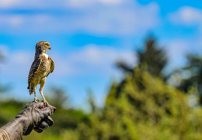 Cropped image of falconry holding little owl against sky