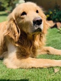 Close-up of a dog relaxing on field