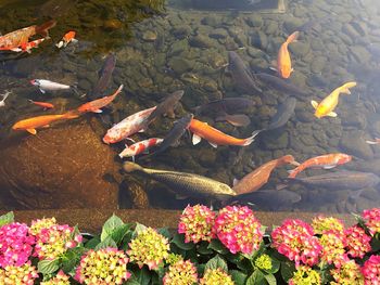 High angle view of koi carps swimming in lake