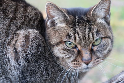 Close-up portrait of a cat