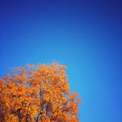 Low angle view of trees against clear blue sky