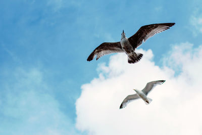 Low angle view of seagulls flying against sky