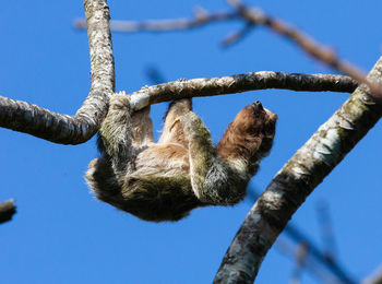 Low angle view of a  sloth on tree against sky