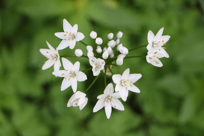 Close-up of white flowering plant