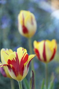 Close-up of yellow tulip flower