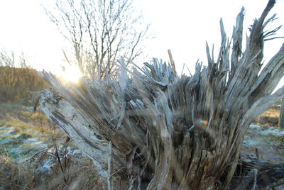 Close-up of bare trees in winter