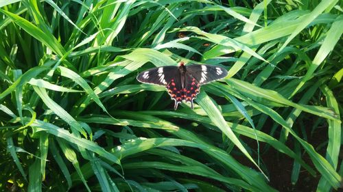 Close-up of insect on leaf