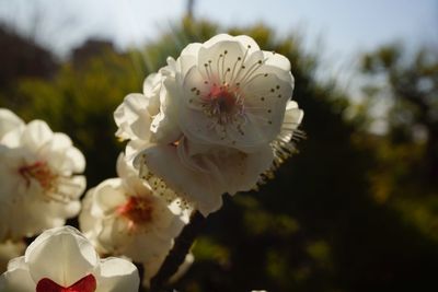 Close-up of white flowering plant