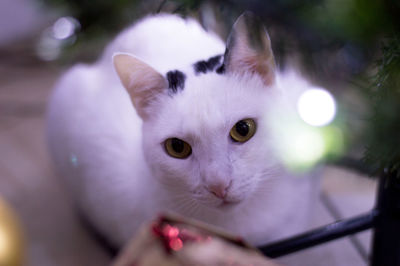 Close-up portrait of white cat