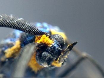 Close-up of spider