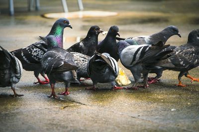 Pigeons in water