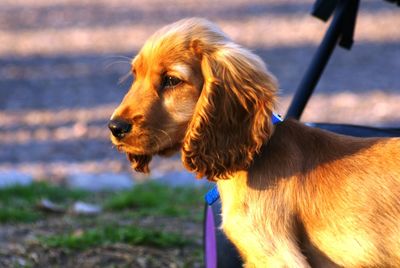 Close-up of dog looking away