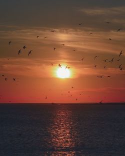 Silhouette birds flying over sea against sky during sunset