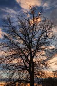 Low angle view of bare tree against sky