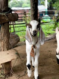 View of a kid goat on tree trunk