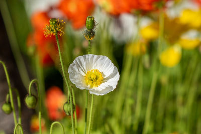 Close-up of white flowering plant