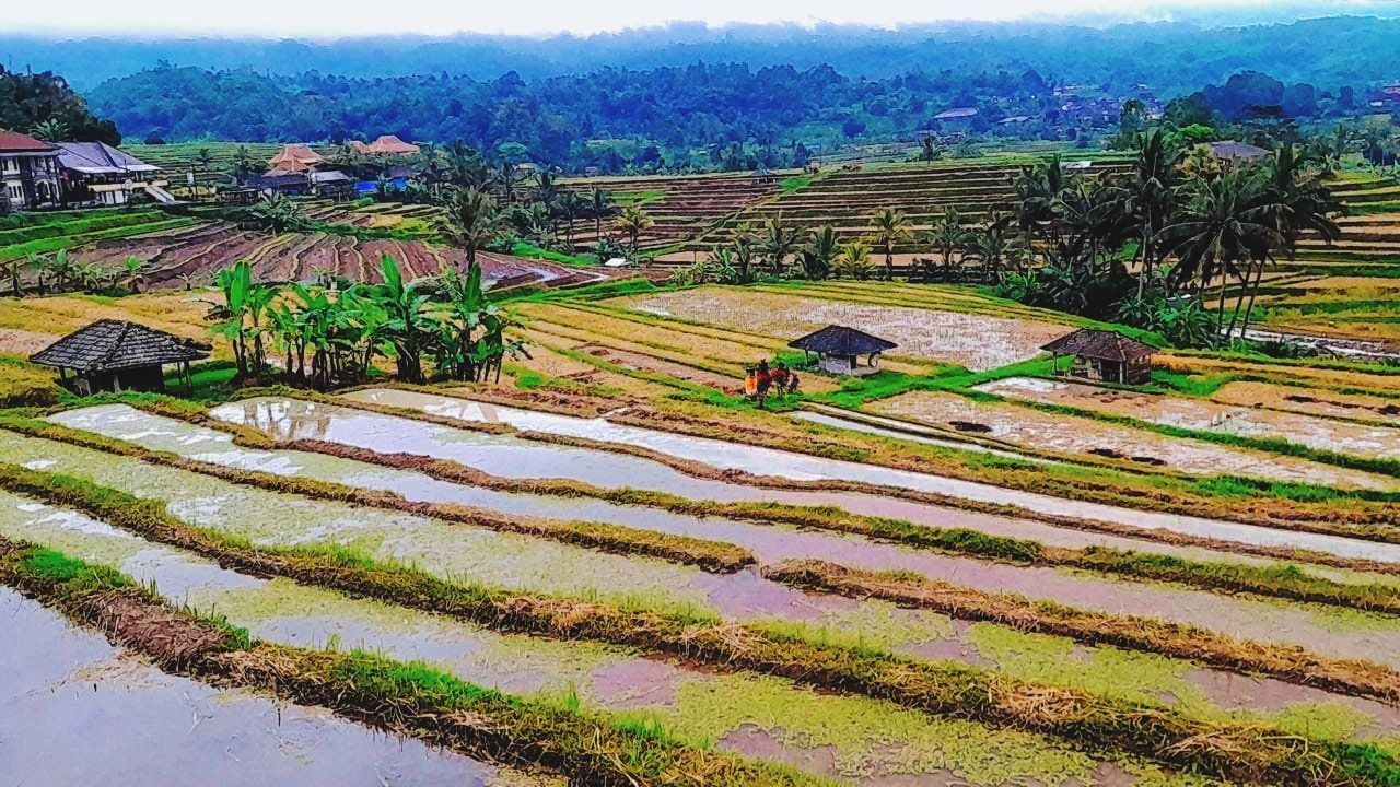 sawah Rice Paddy Terraced Field Tree Rural Scene Mountain Agriculture Field Rice - Cereal Plant Cereal Plant Crop  Irrigation Equipment