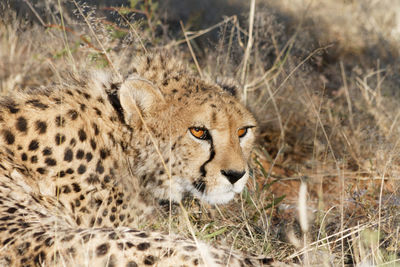 Close-up of cheetah relaxing on grassy field at forest
