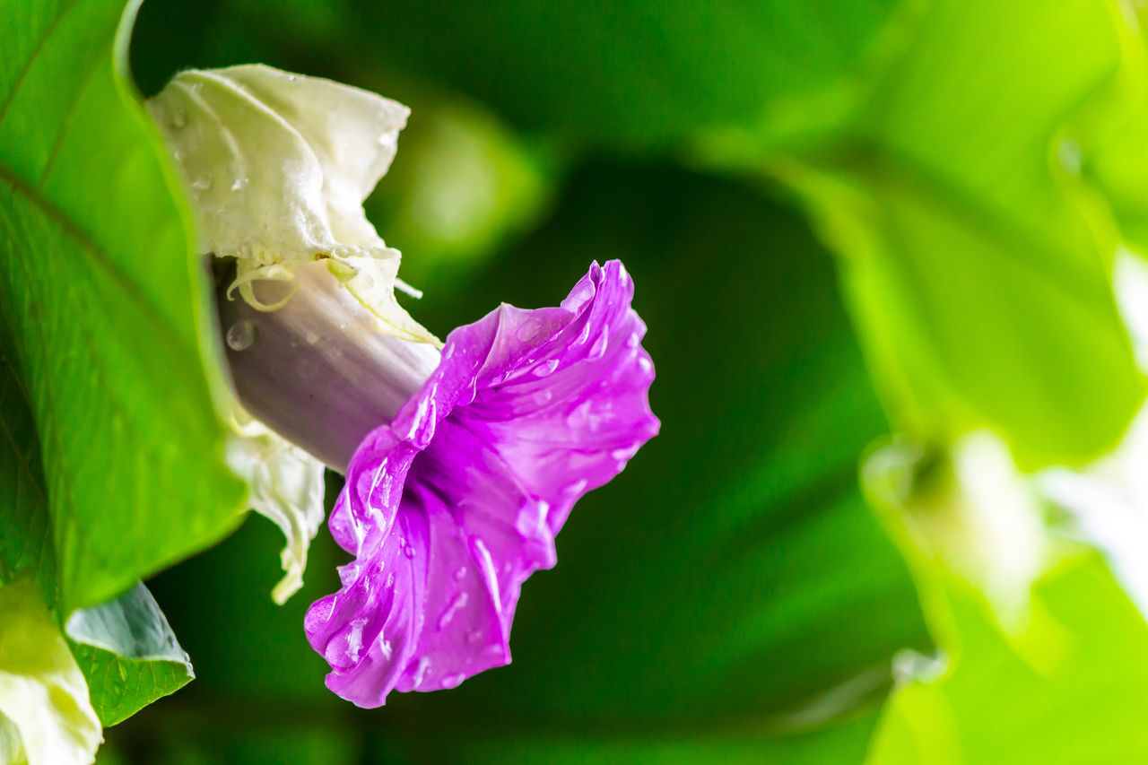 CLOSE-UP OF PURPLE FLOWER