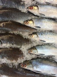 Full frame shot of fish in ice at market stall