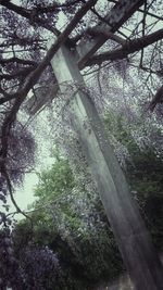 Bare trees against the sky