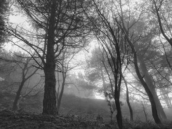 Trees on landscape against sky