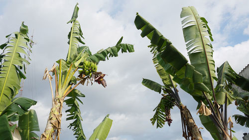 Low angle view of banana tree against sky