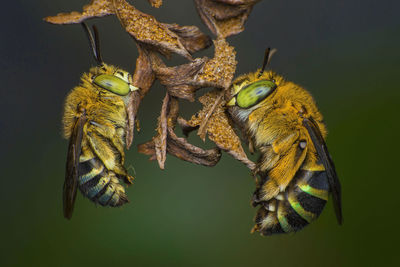 Close-up of insect on yellow flower