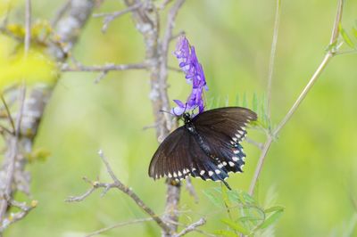 Close-up of butterfly on purple flower