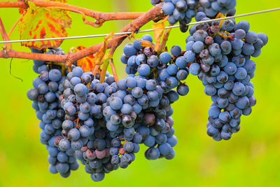 Close-up of grapes growing in vineyard