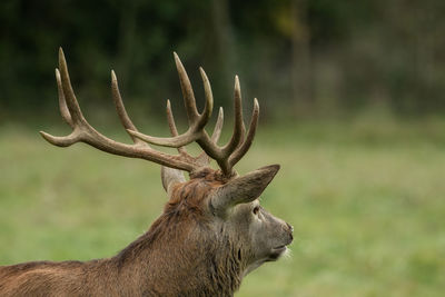 Stag standing on field