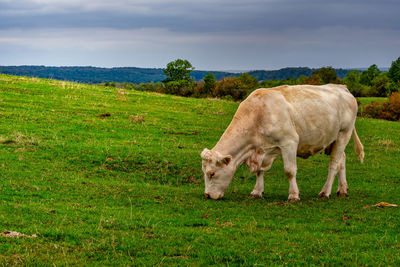 Sheep grazing in a field