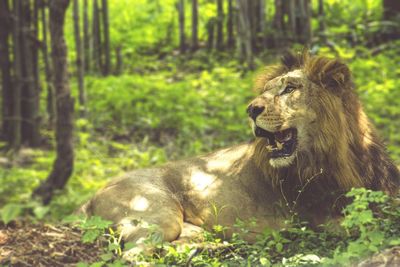 Lion sitting in forest