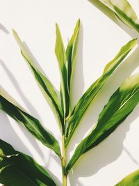 Close-up of plant against white wall