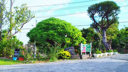 Road leading towards trees