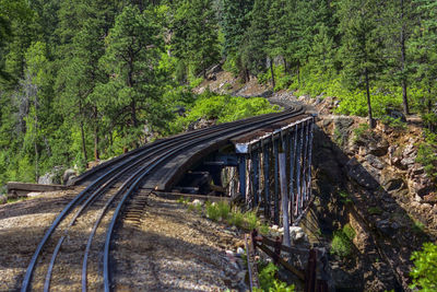 Railroad tracks amidst trees in forest