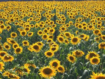 Sunflowers in field