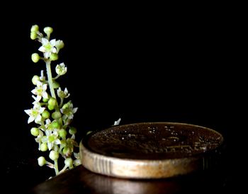 Close-up view of flowers against black background