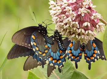 Close-up of butterfly pollinating on flower