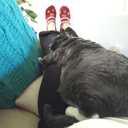 Close-up of cat relaxing on floor