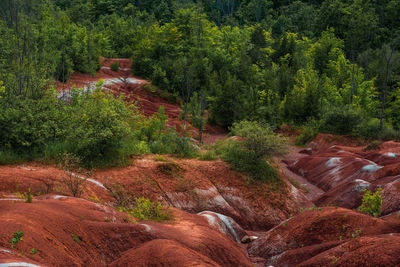 High angle view of trees in forest