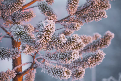 Close-up of frozen tree during winter