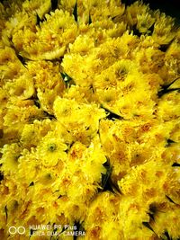 Close-up of yellow flowers