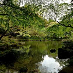 Scenic view of lake in forest