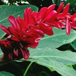 Close-up of red flower