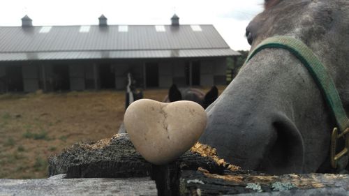 White horse in a barn