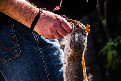 Close-up of man holding squirrel